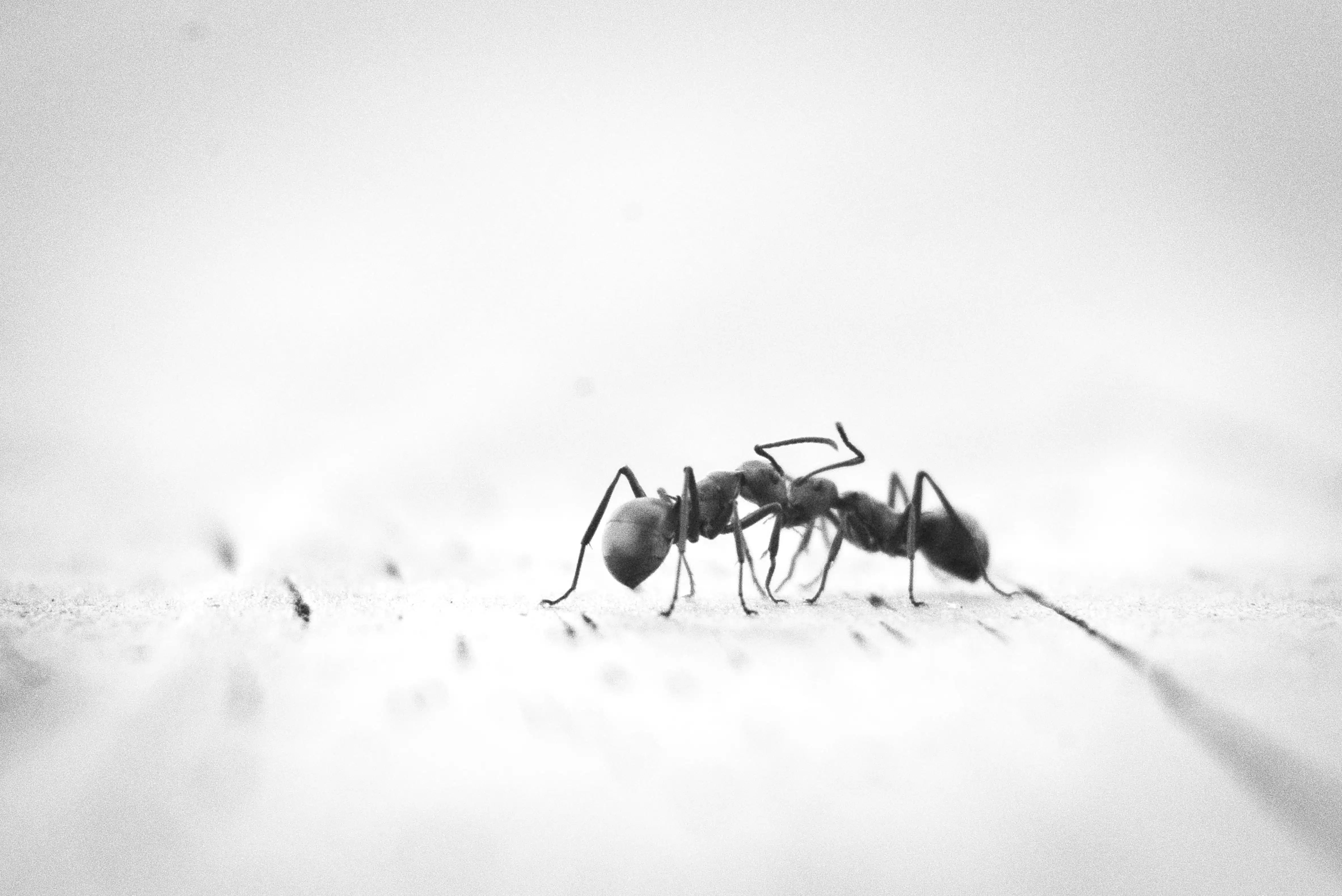 Se débarrasser des fourmis