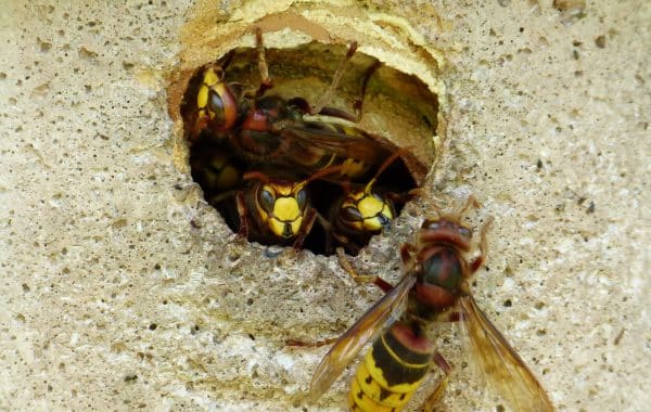 extermination nid de guepes Rixensart