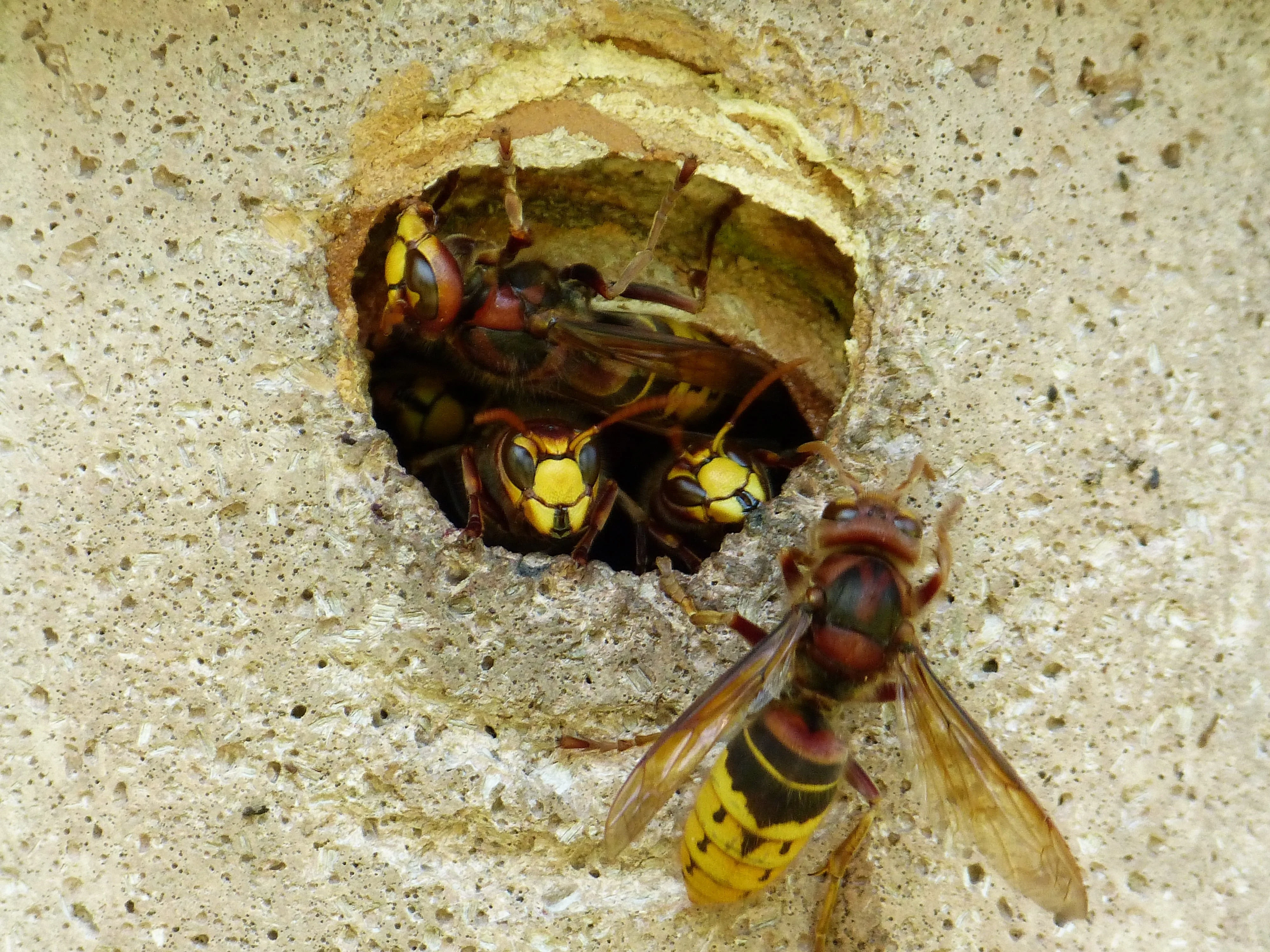 extermination nid de guepes Rixensart