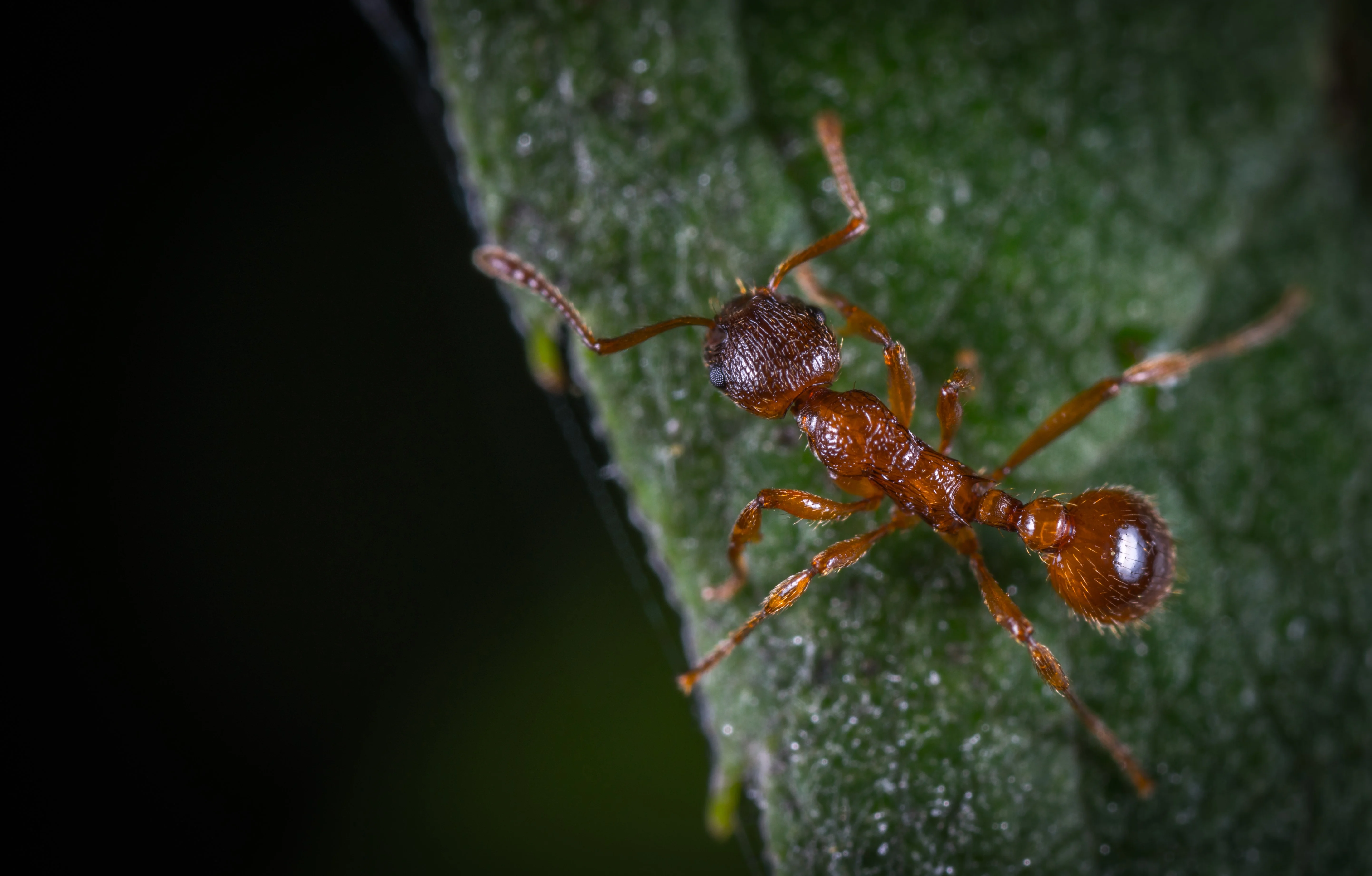 Différentes espèces de fourmis