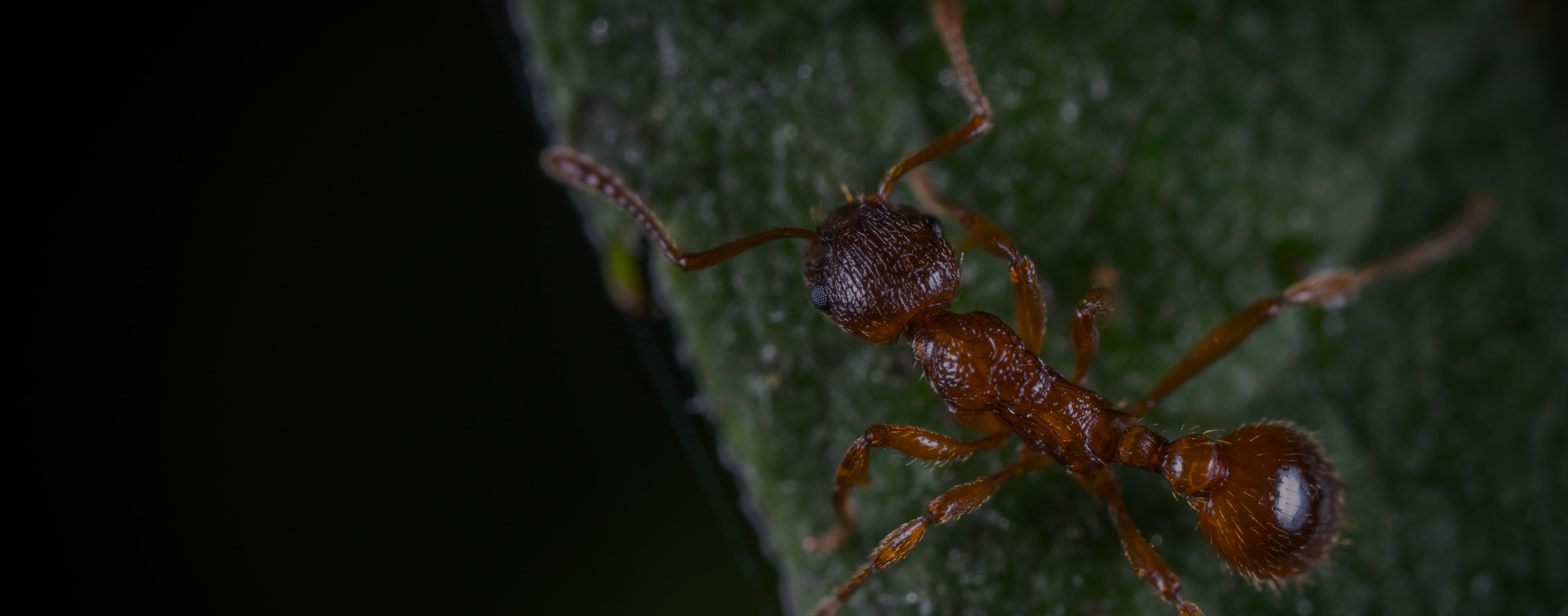 Désinsectisation : Les différentes espèces de fourmis
