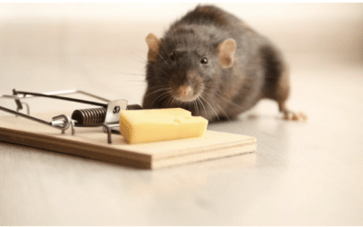 Dératisation: Risques liés à une infestation de souris