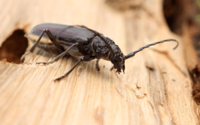 Tout savoir sur les xylophages