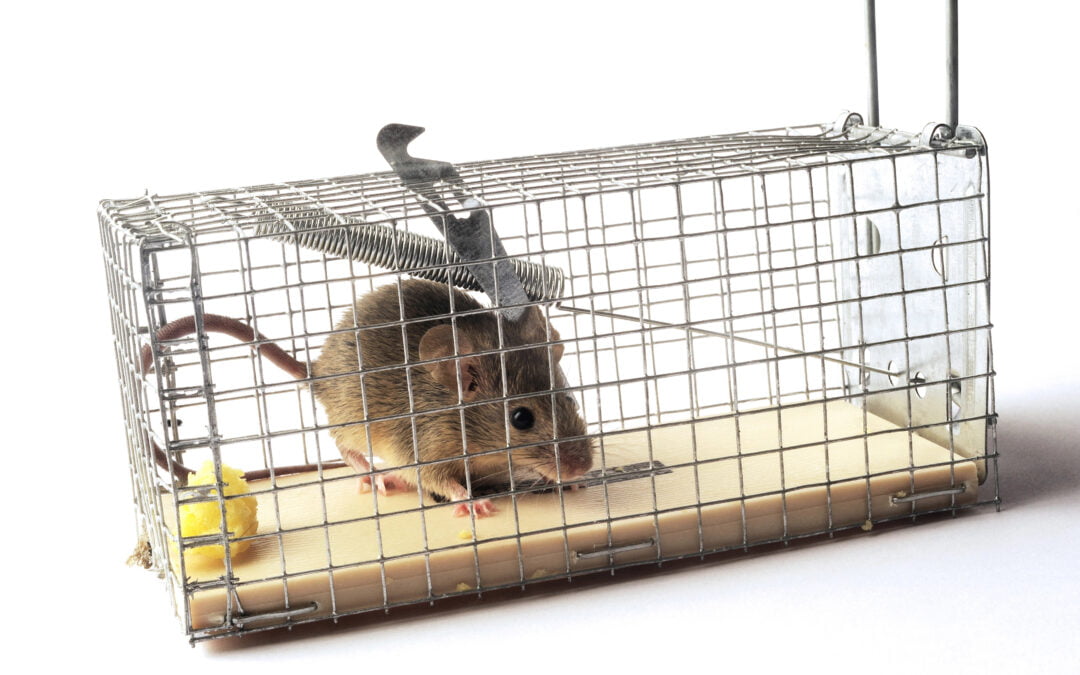 Quels pièges à souris existent ? Comment choisir le plus efficace ?
