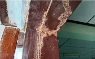 Traces de xylophages : Comment les détecter ?