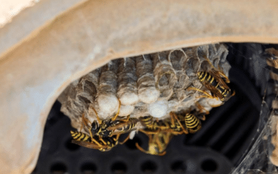 Comment éloigner les guêpes ?