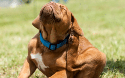 Comment se débarrasser des puces ? Nos conseils d’experts