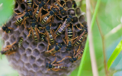 Destruction de nid de guêpes : quand faire appel à un professionnel ?