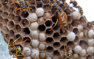 Destruction de nid de guêpes : 20 ans d’expérience