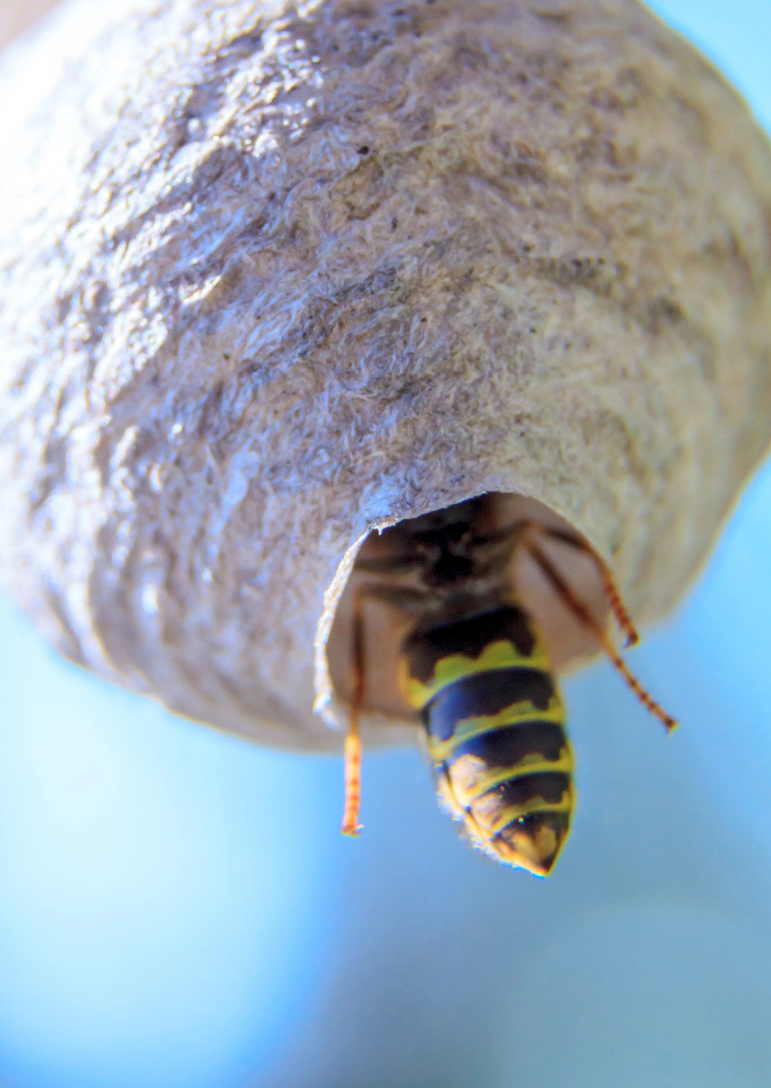 Différences entre guêpe et abeille