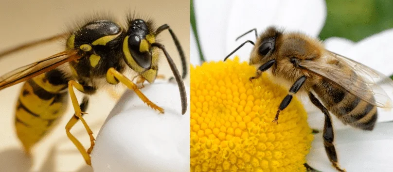 Les différences entre une guêpe et une abeille