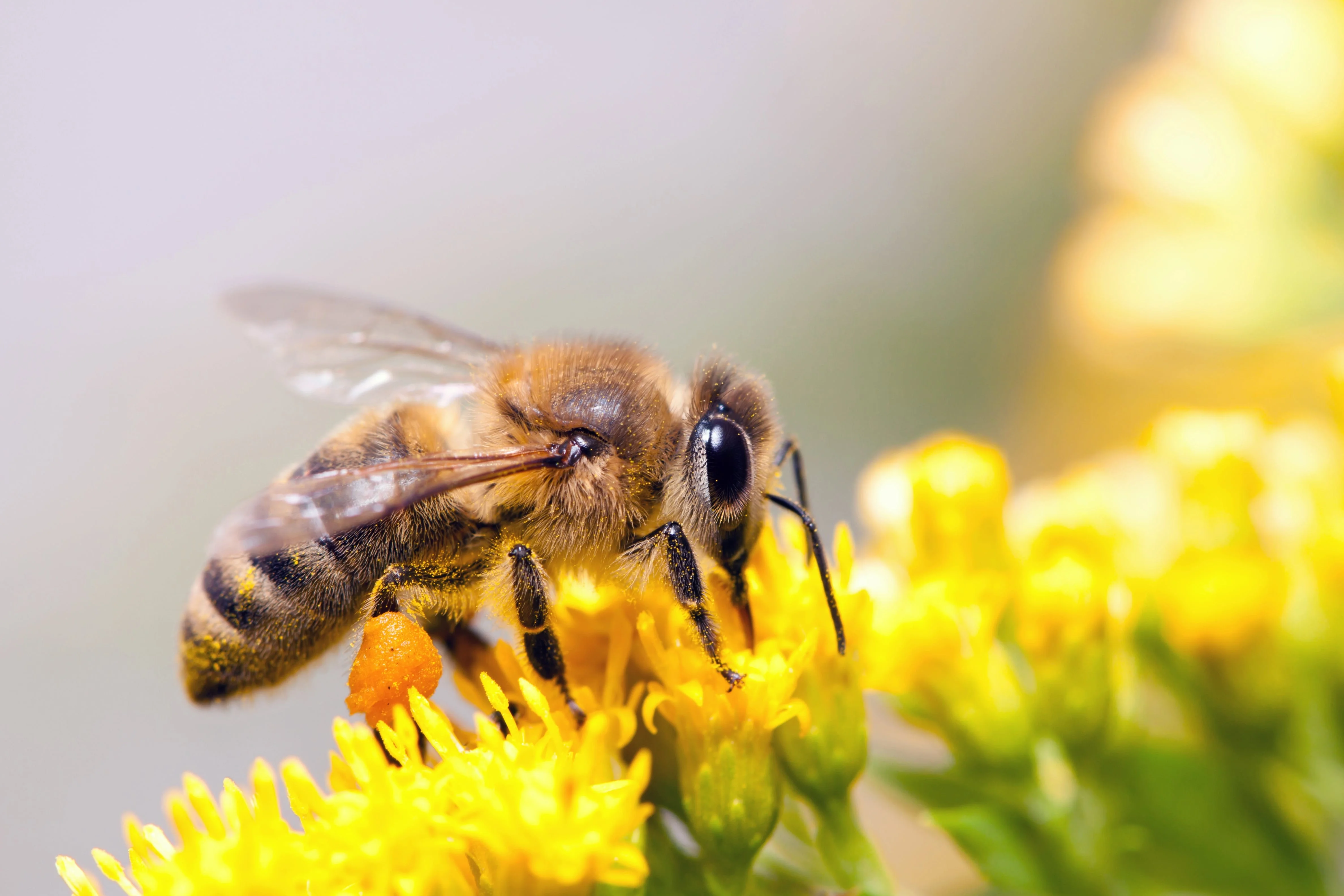 Écosystème guêpe abeille