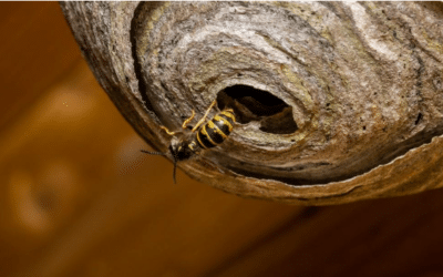 Exterminateur de guêpes : pourquoi, quand et qui contacter ?