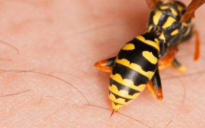 Guêpes : risques, prévention et solutions