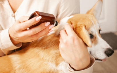 Guide des anti-puces pour chiens