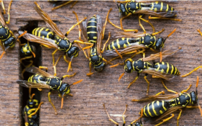 Guide de survie : les bonnes réponses face à un nid de guêpes