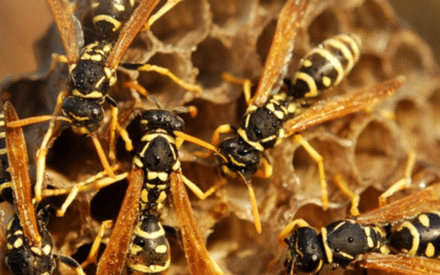 Comment identifier et réagir face à un nid de guêpes ?