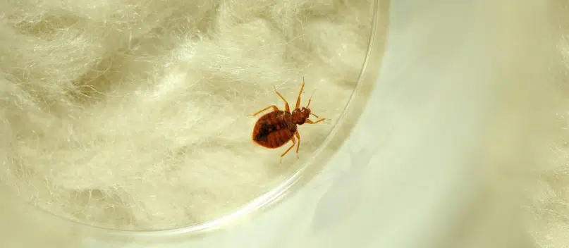 Infestation de punaise de lit à Bruxelles avec 20 ans d'expériences
