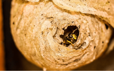 Nid de guêpes : Quand l’urgence s’impose