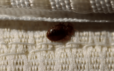 Punaise de lit et matelas : que faire ?