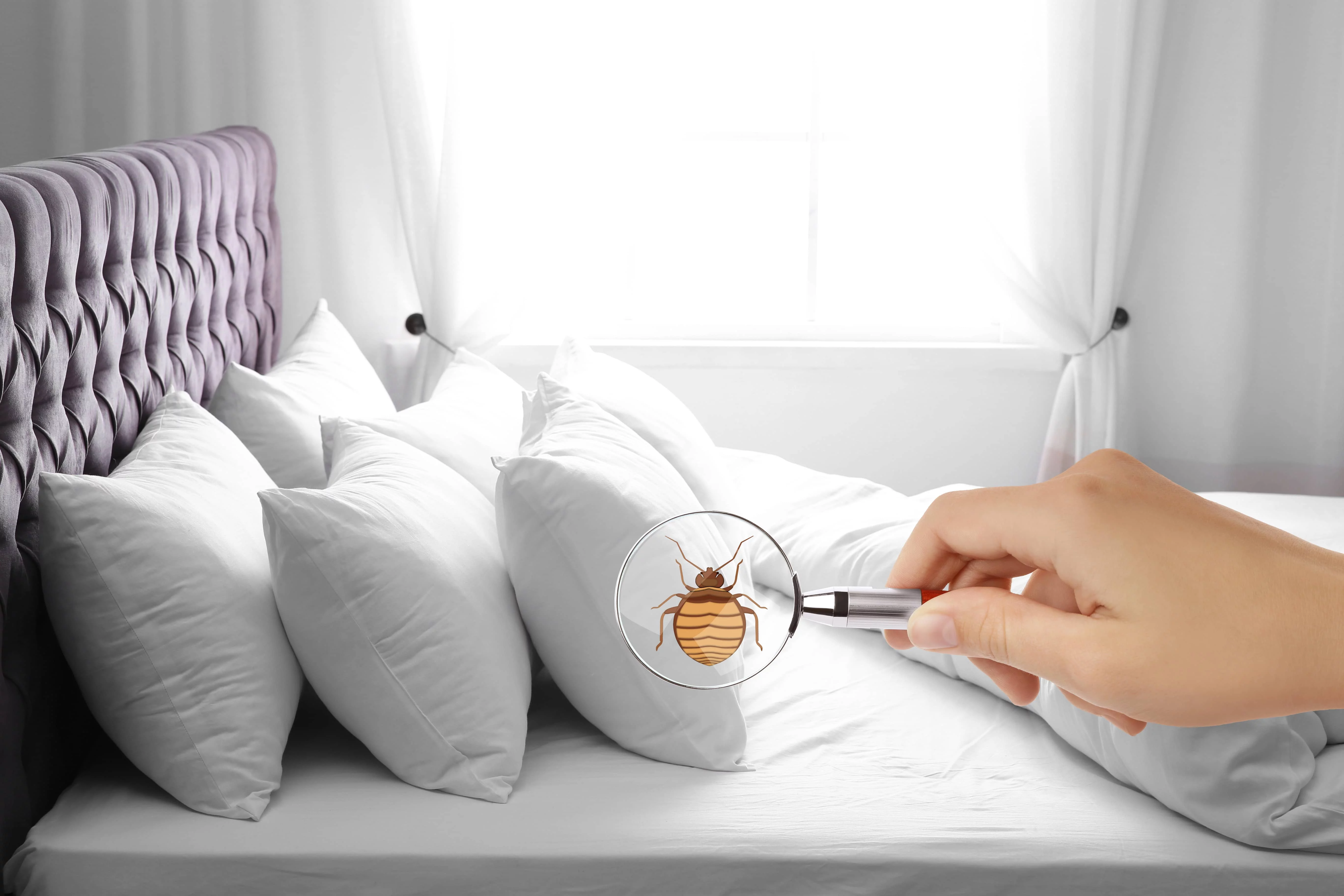 signe infestation punaise de lit