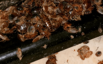 Tout savoir sur les punaises de lit