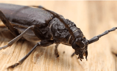 Traitement contre les xylophages : les solutions des experts