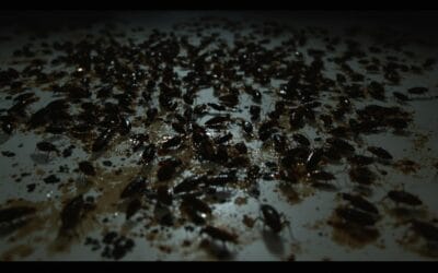 Cafards : Identifier et éliminer les nuisibles