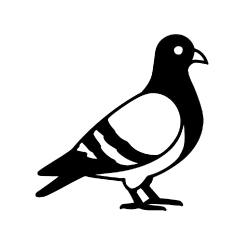 Pigeon