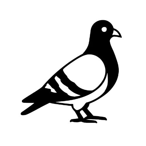 Pigeon