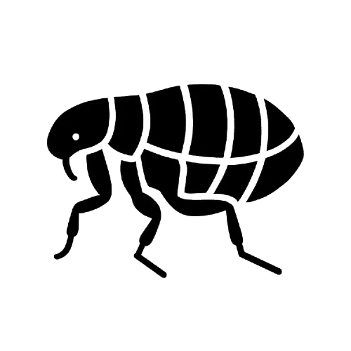Puces