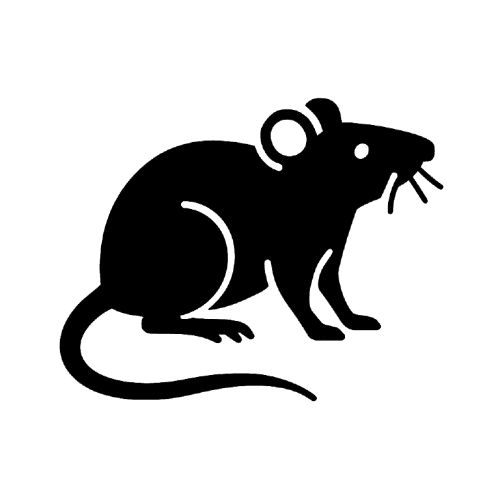 Rat