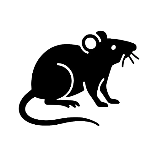 Rat