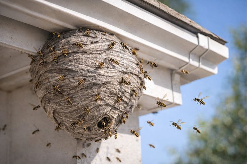 peut on laisser un nid de guêpes