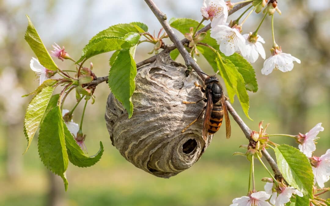 Un frelon asiatique est posé sur son petit nid gris, accroché à une branche d'arbre avec des feuilles vertes et des fleurs blanches.