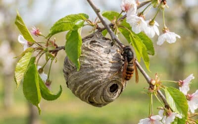 Destruction des nids de frelons : l&rsquo;urgence du printemps