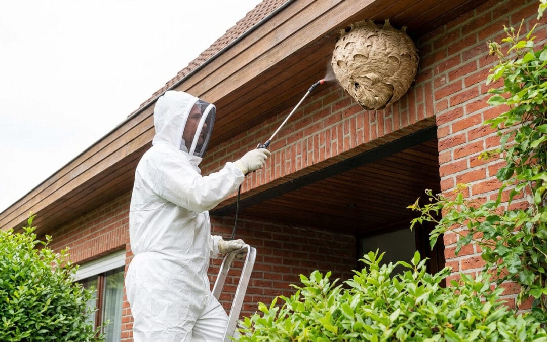 Destruction nid de guêpes : prix en Belgique et tarifs