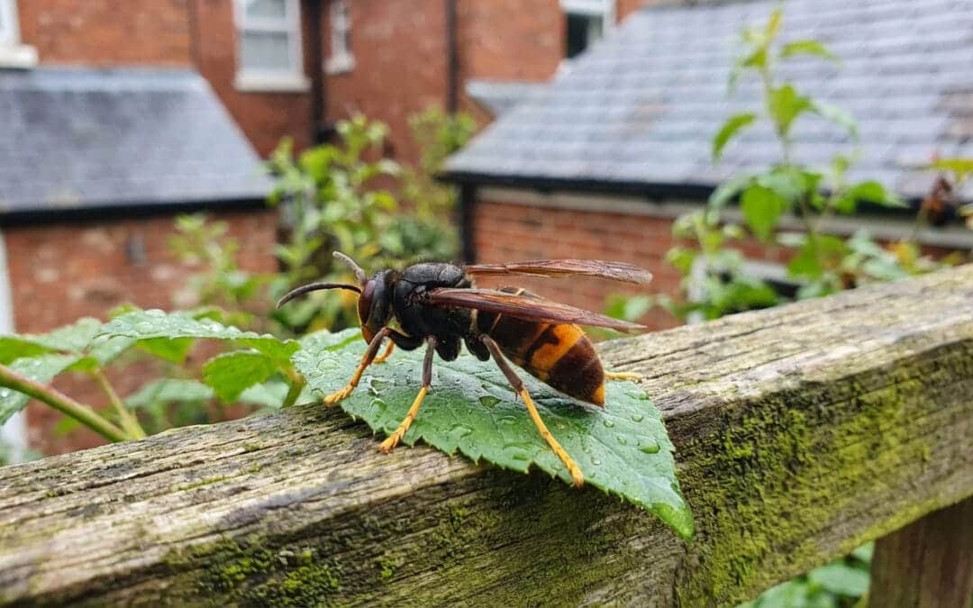 Frelon asiatique en Belgique : le reconnaître et agir
