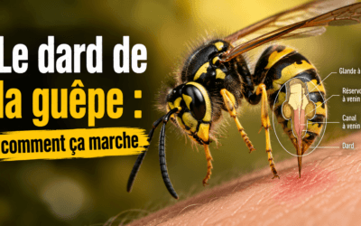 Le dard de la guêpe : comment ça marche