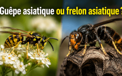 Guêpe asiatique ou frelon asiatique ?