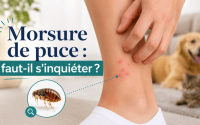 Morsure de puce : faut-il s&rsquo;inquiéter ?