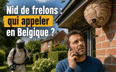 Nid de frelons : qui appeler en Belgique ?