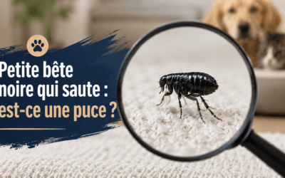 Petite bête noire qui saute : est-ce une puce ?