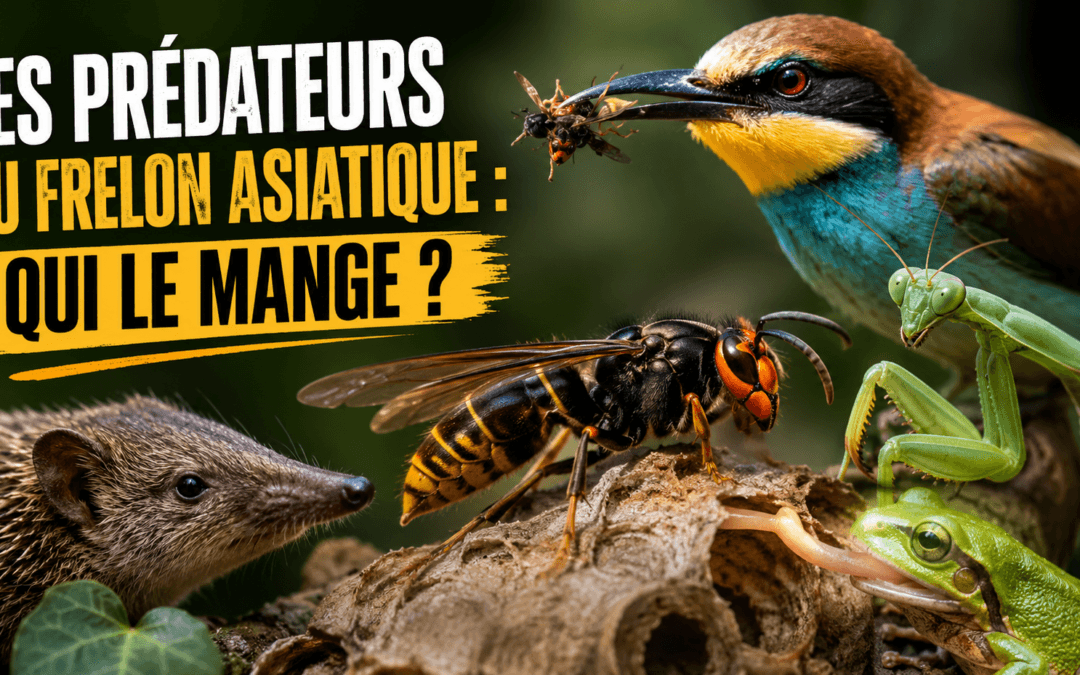 Les prédateurs du frelon asiatique : qui le mange ?