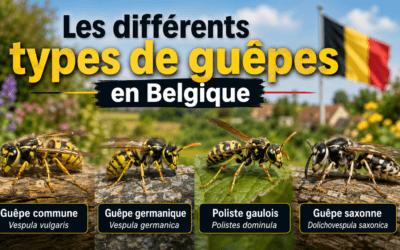 Les différents types de guêpes en Belgique