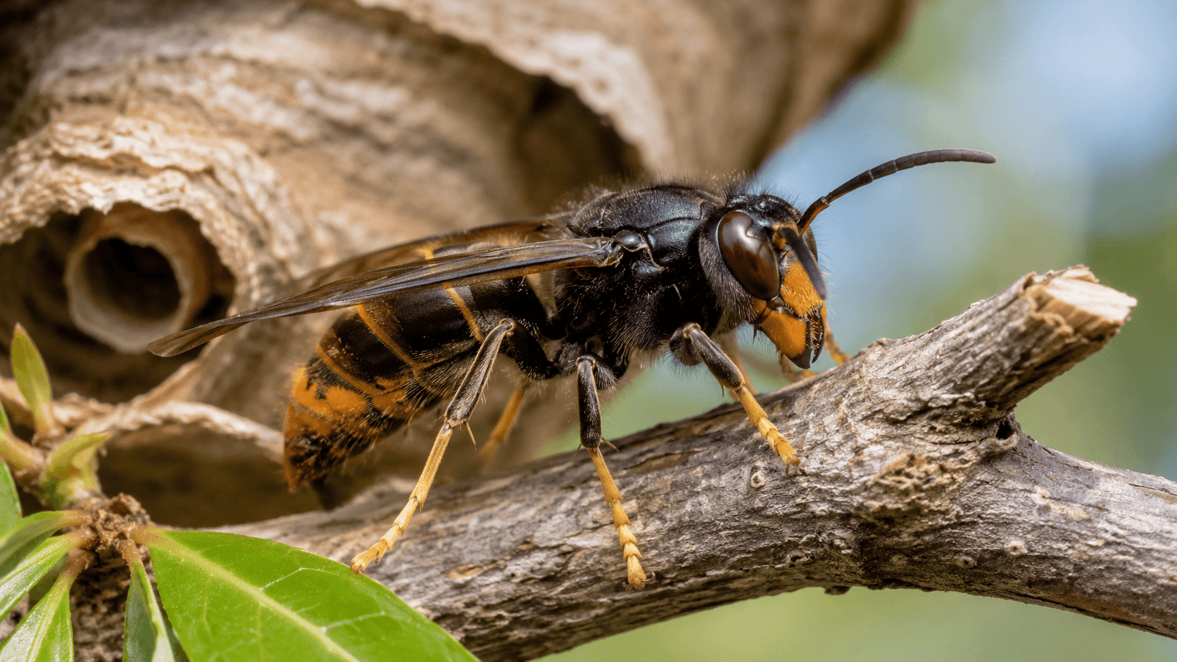 Frelon asiatique près de son nid montrant son corps sombre, sa bande orangée et ses pattes jaunes