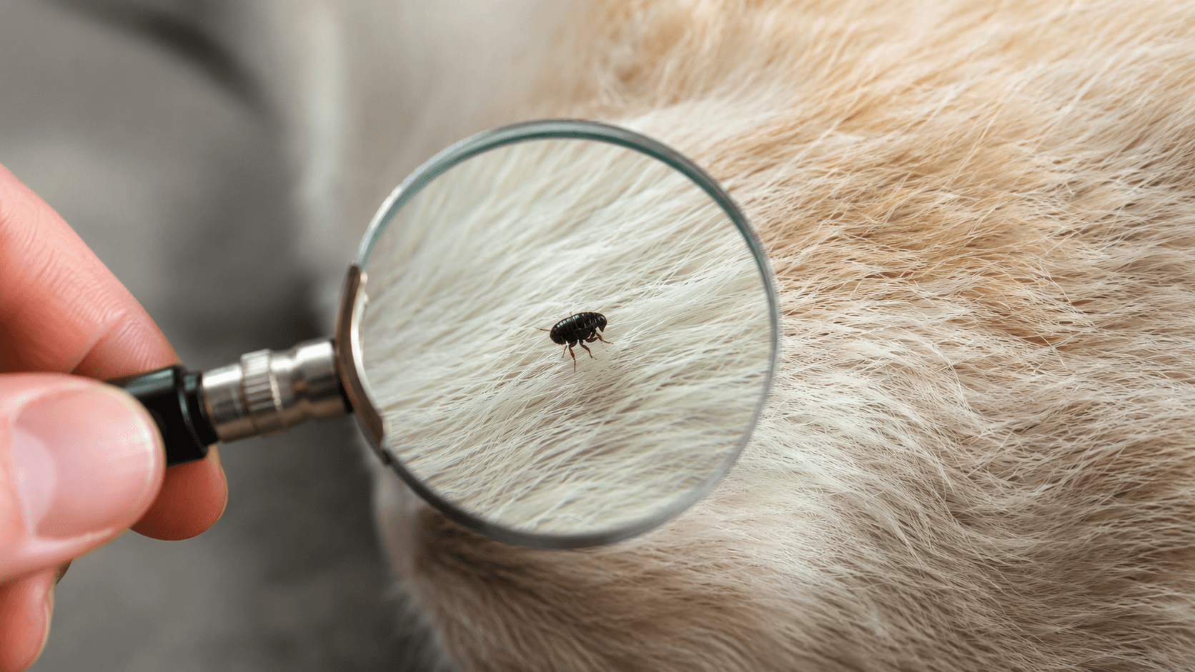 Identifier une petite bête noire qui saute dans la maison
