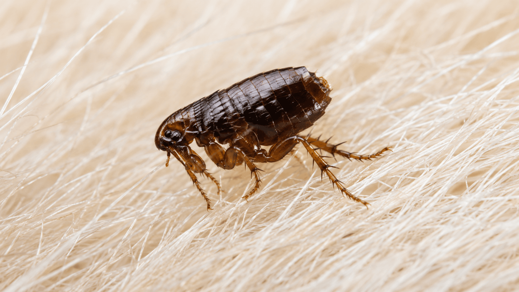 Puce sur pelage clair : exemple visuel pour l’identifier