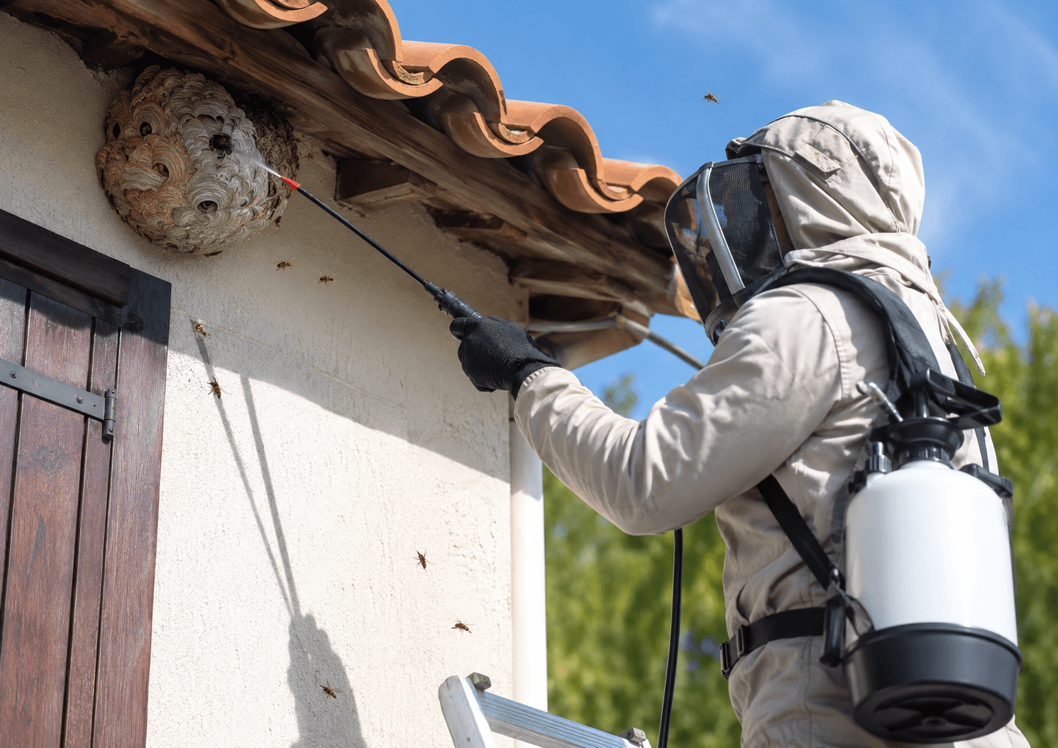 Traitement professionnel d’un nid de guêpes sous toiture
