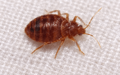 Insecte qui ressemble à une punaise de lit